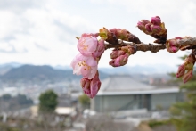 開花がはじまったカワズザクラ