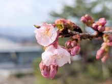 河津桜が咲き始めました